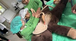II. Kaposvári Családi Nap a Teddy Maci Kórházzal